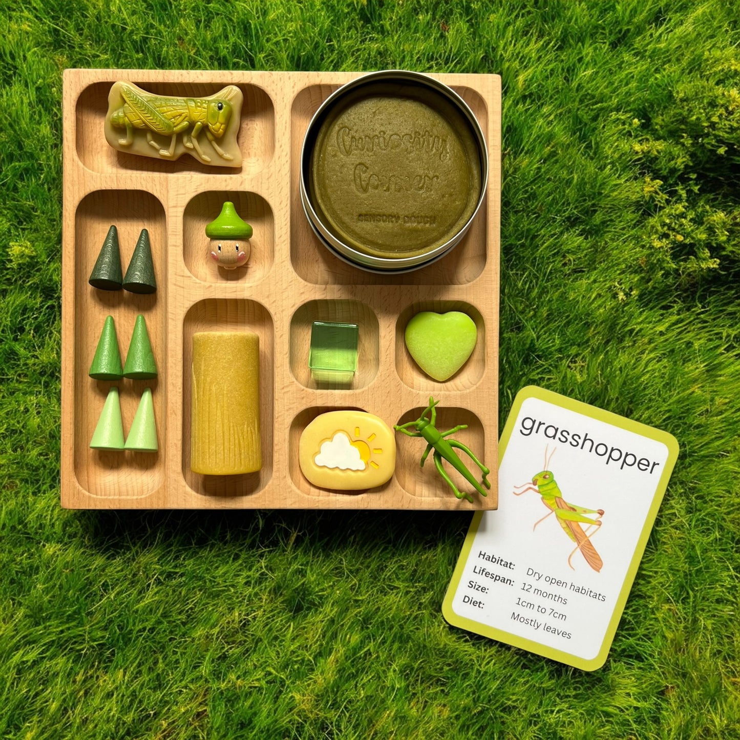 Discover Through Play ~ Mini Beasts Collection