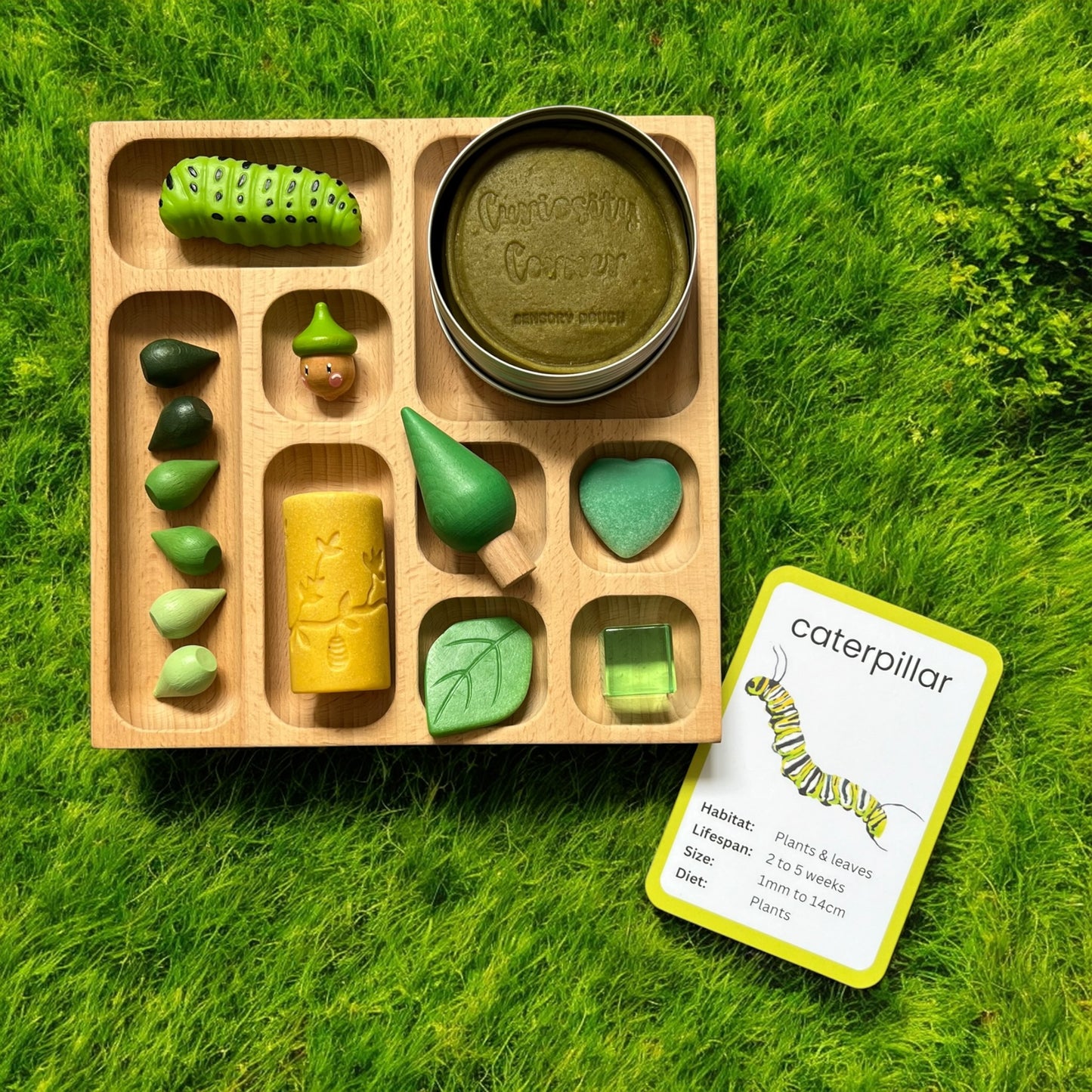 Discover Through Play ~ Mini Beasts Collection