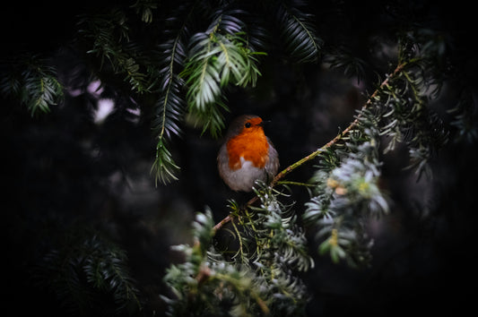 Welcome to January – The Beauty of Winter Gardens