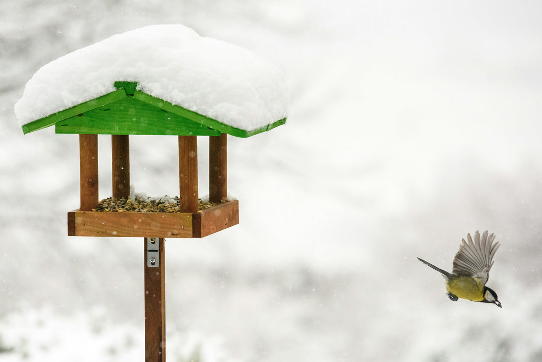 Creating a Bird-Friendly Garden