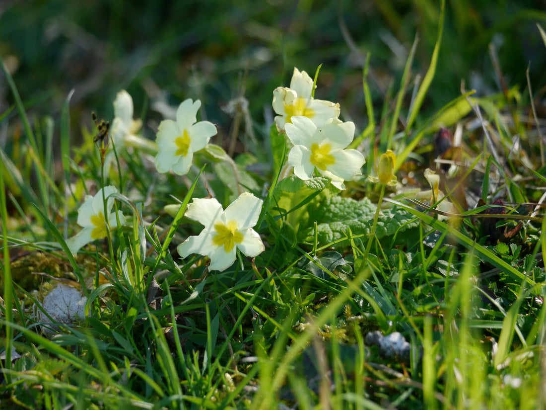 Woodland Plants – The First Signs of Spring