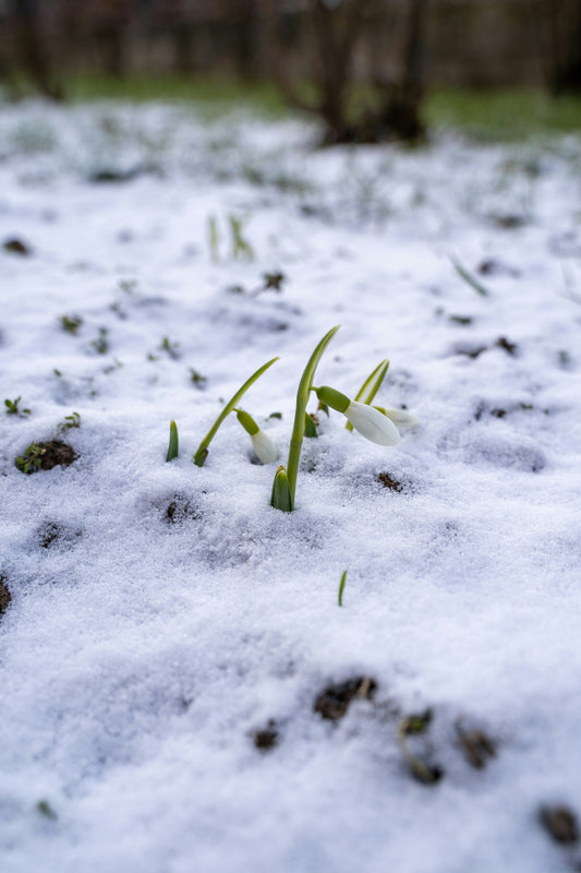 Welcoming February – Signs of Spring in the Woodland