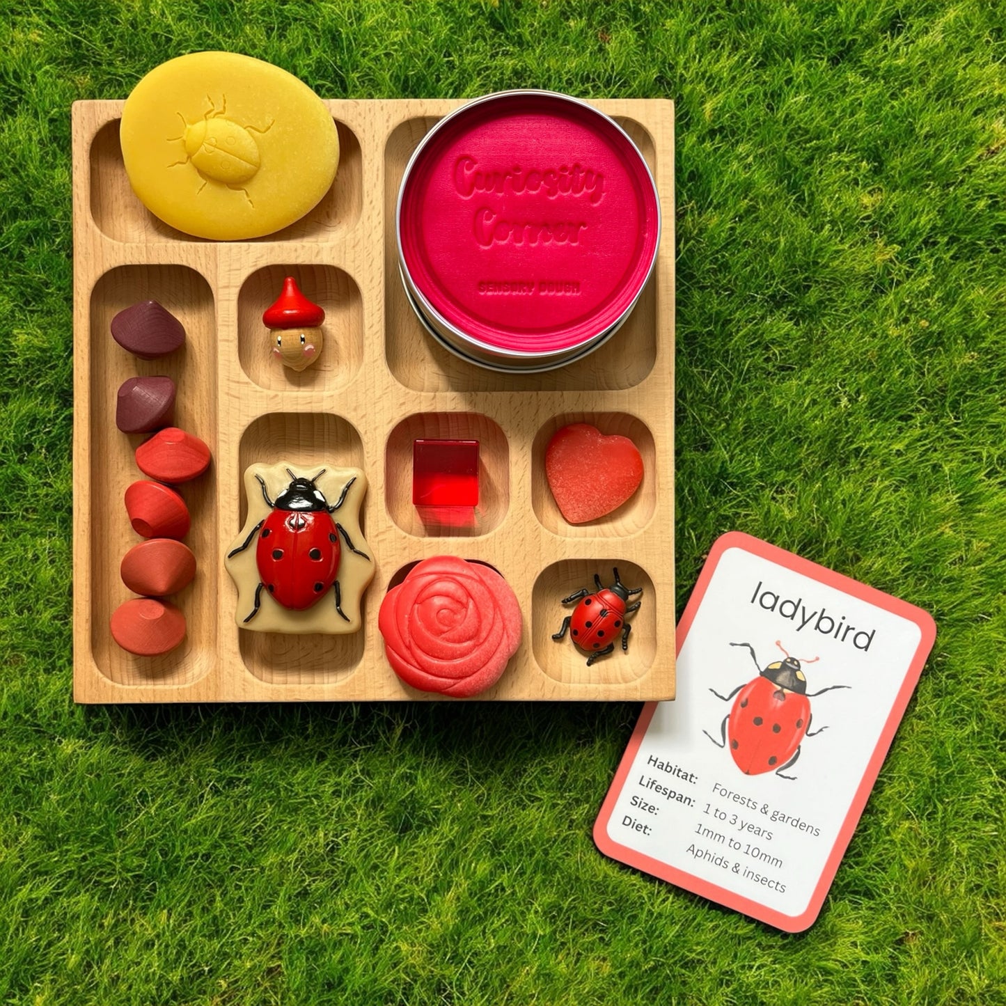 Discover Through Play ~ Mini Beasts Collection