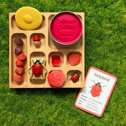 Discover Through Play ~ Mini Beasts Collection